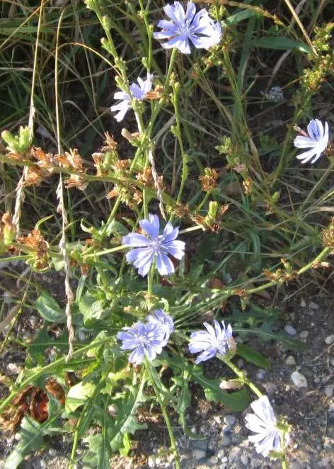 Chicory in flower